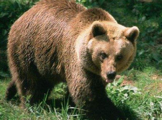 史上最彪悍的男人：徒手杀棕熊，损失了身体上一个东西却至今不悔