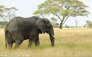大象当上了动物世界的宰相
