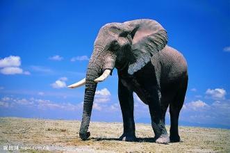 大象当上了动物世界的宰相